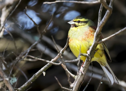 Emberiza cirlus-5