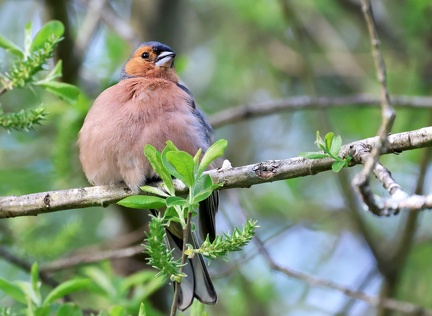 Fringilla coelebs-4
