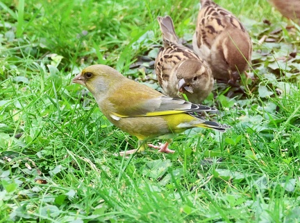 Chloris chloris-1
