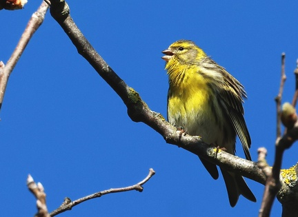 Serinus serinus