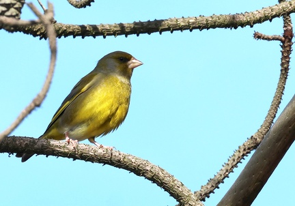 Chloris chloris