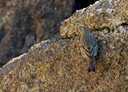 Anthus petrosus-21