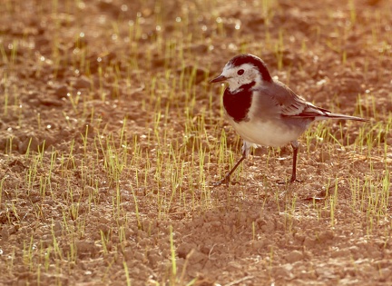 Motacilla alba-2