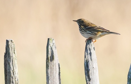 Anthus pratensis-2