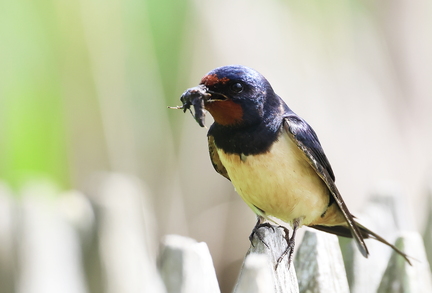 Hirundo rustica-81