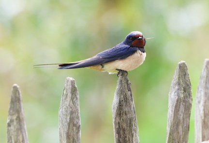 Hirundo rustica-8