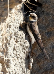 Riparia riparia
