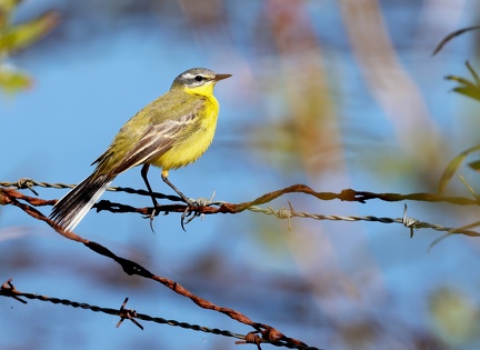 Motacilla flava