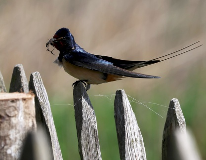 Hirundo rustica 
