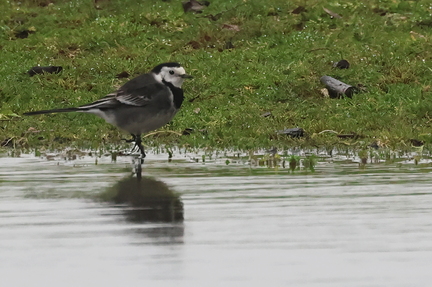 Motacilla alba yarrellii-1
