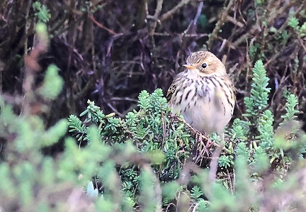 Anthus pratensis-3