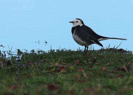 Motacilla alba yarrellii