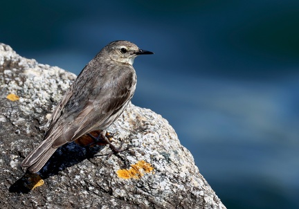 Anthus petrosus-2