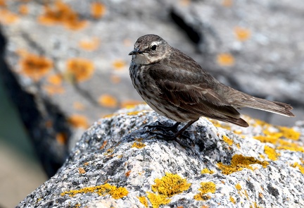 Anthus petrosus-3