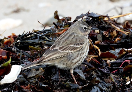 Anthus petrosus-1