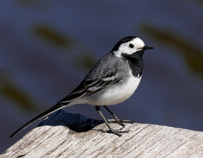 Motacilla alba-1