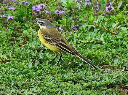 Motacilla flava-1