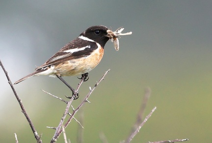 Saxicola rubicola-2