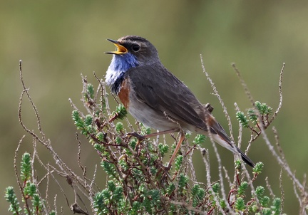 Luscinia svecica-7