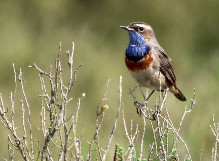 Luscinia svecica-73