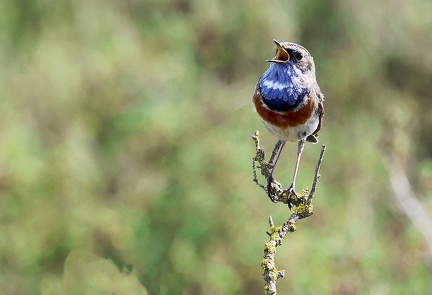 Luscinia svecica-70