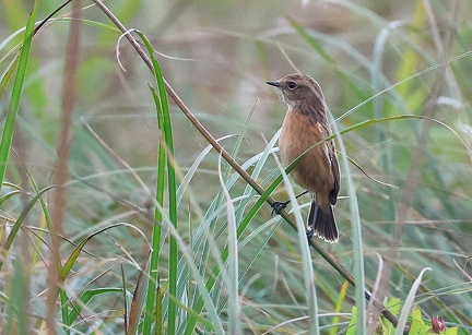 Saxicola rubicola-3