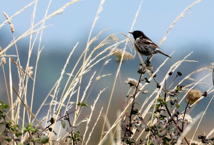 Saxicola caprata