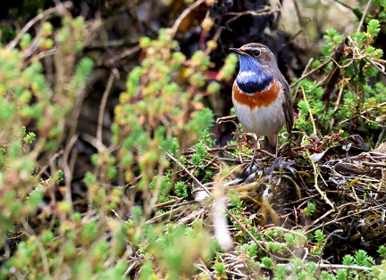 Luscinia svecica-80