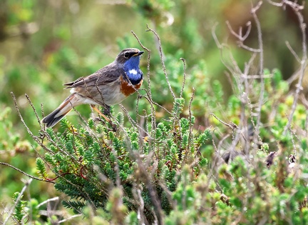 Luscinia svecica-81
