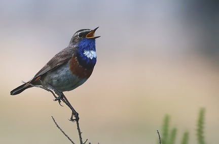 Luscinia svecica-82