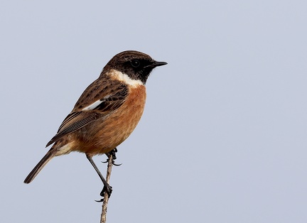 Saxicola rubicola-7