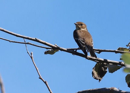 Ficedula hypoleuca