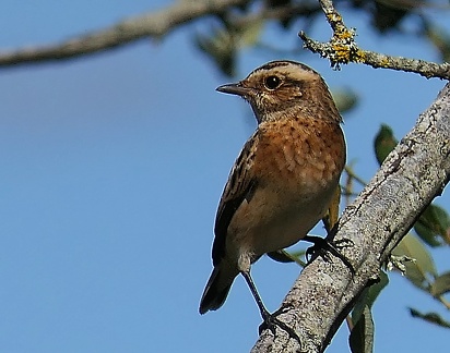 Saxicola rubetra