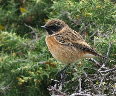Saxicola rubicola-12