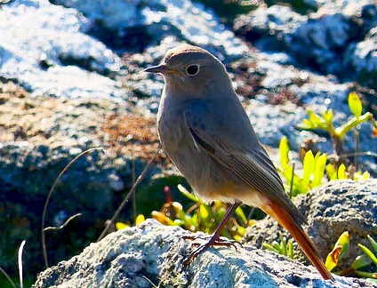 Phoenicurus ochruros-1