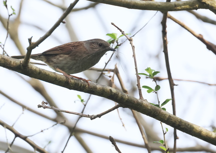 Prunella modularis-8