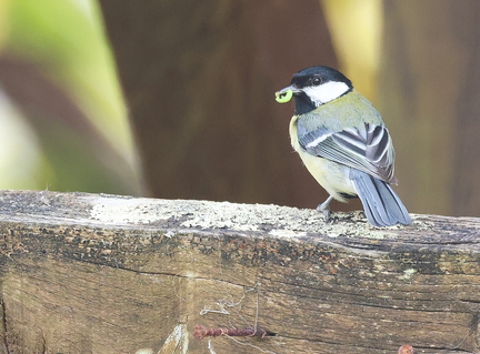 Parus major-3