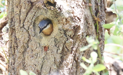 Sitta europaea-83