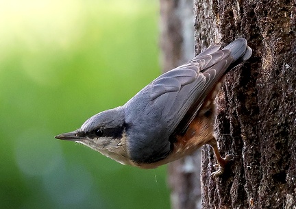Sitta europaea