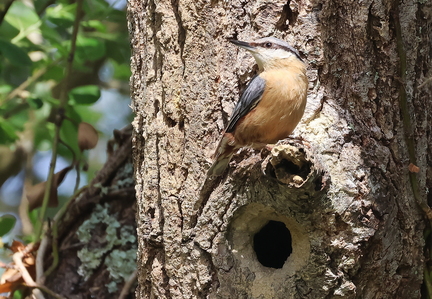 Sitta europaea-84