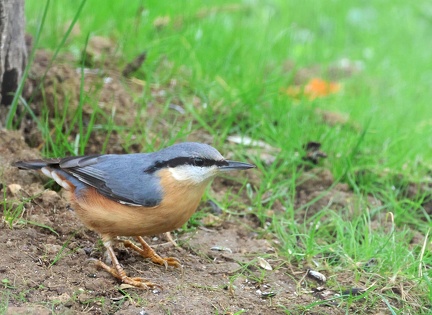 Sitta europaea-31