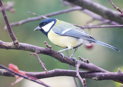 Parus major-1