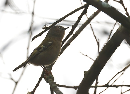 Regulus regulus