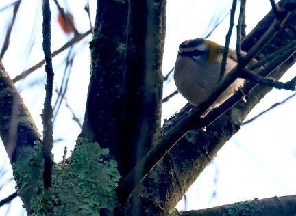 Regulus ignicapilla