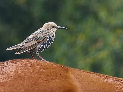 Sturnus vulgaris