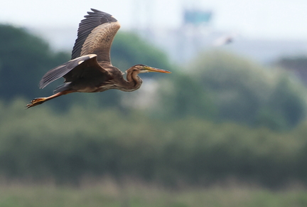 Ardea purpurea-3