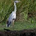 Ardea cinerea-3