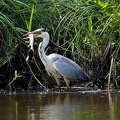 Ardea cinerea