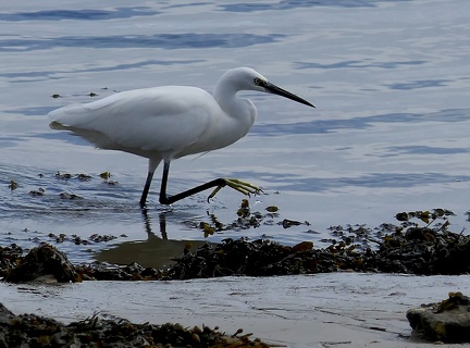 Egretta garzetta