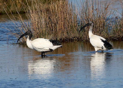 Threskiornis aethiopicus-1